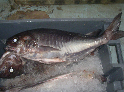 barrel fish.JPG